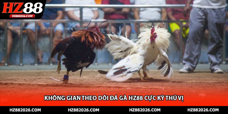 Không gian theo dõi đá gà HZ88 cực kỳ thú vị